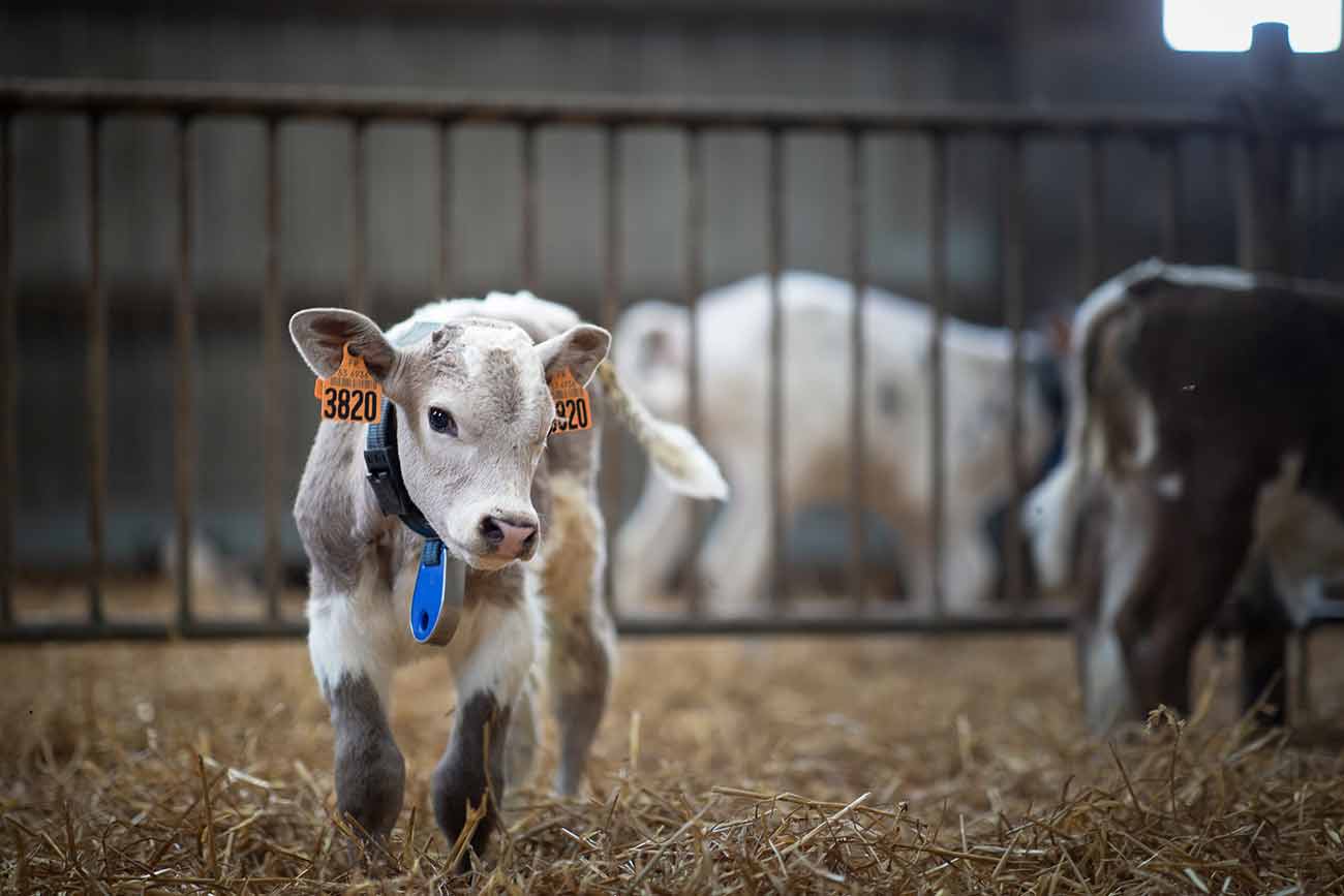 Blog & santé du veau | Calf Lyte Plus