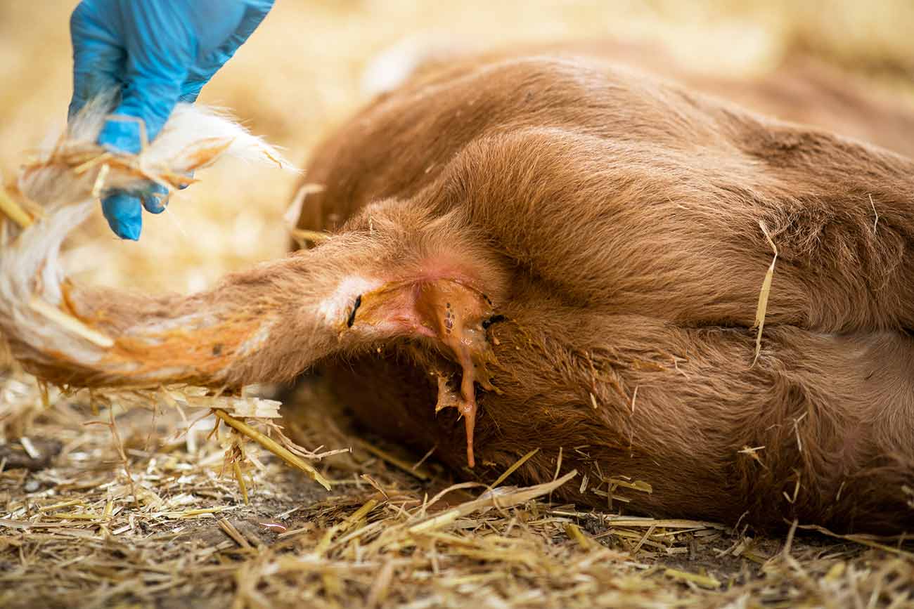 Conséquences des diarrhées néonatales - Calf Lyte Plus