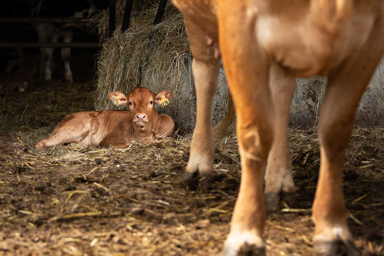Homéopathie en cas de diarrhée du veau - Calf Lyte Plus