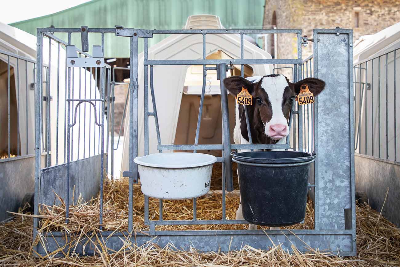 Réhydratation du veau en diarrhée | Calf Lyte Plus